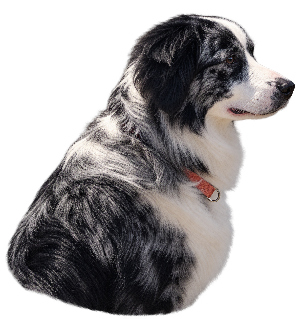 SkyeFit’s blue merle dog mascot, based on your dog’s photo